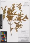 Foto von Salix elbursensis Boiss.